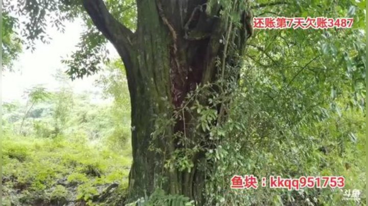 户外还账第7天钓甲鱼 2020-06-03 14点场