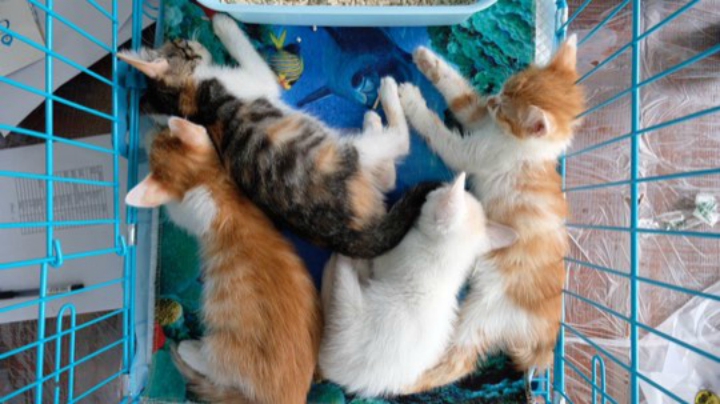 猫狗大联盟领养日黄阿姨专场