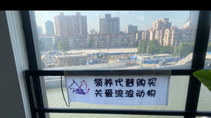 猫狗大联盟猫猫领养黄阿姨专场