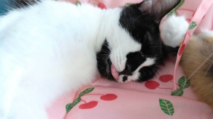 猫狗大联盟领养日黄阿姨专场