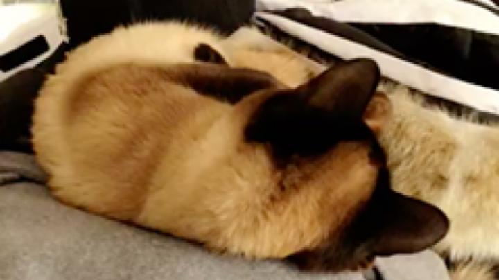 [鲨鱼好样的]身边有个一直鼓励你，愿意一直肯定你的人，真的太