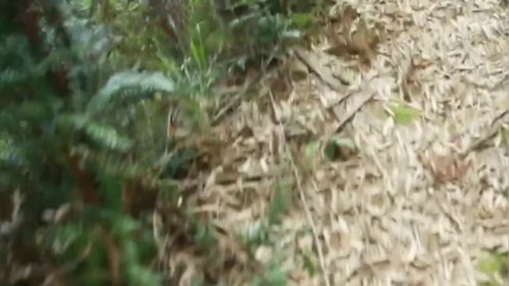 我在斗鱼看野食小哥直播美食