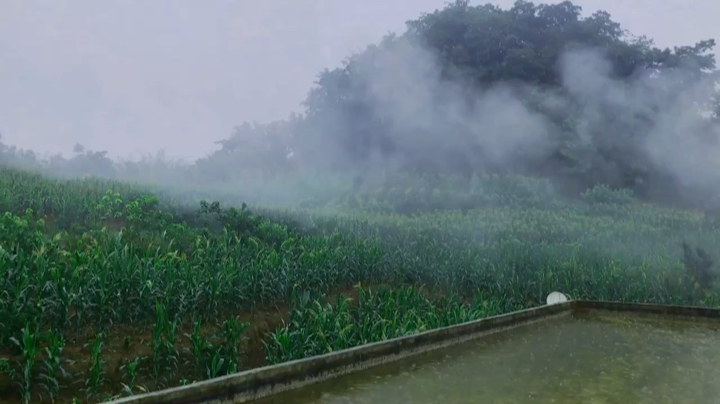 我是一条望着雨天也会发呆半个小时的傻子猪2虫，莫得感情。