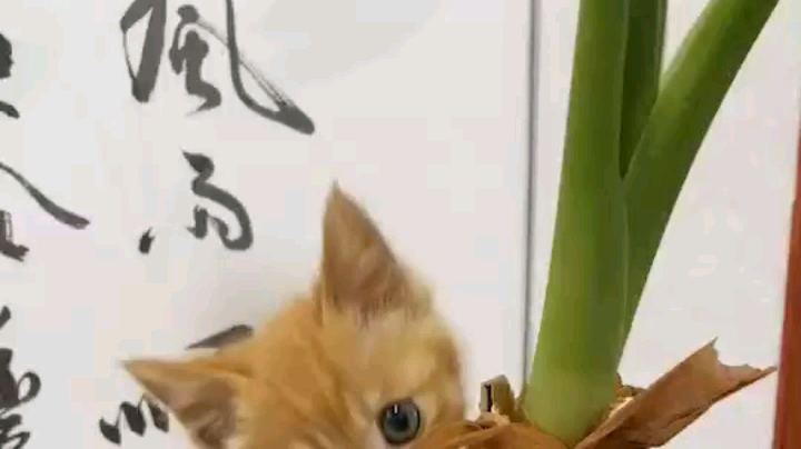 老翟是个专业主播啊发布了一个斗鱼视频2020-06-15