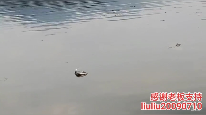 鱼多