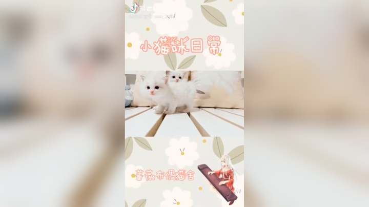 小猫咪