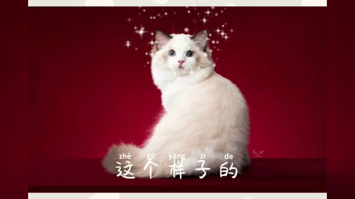 小猫咪