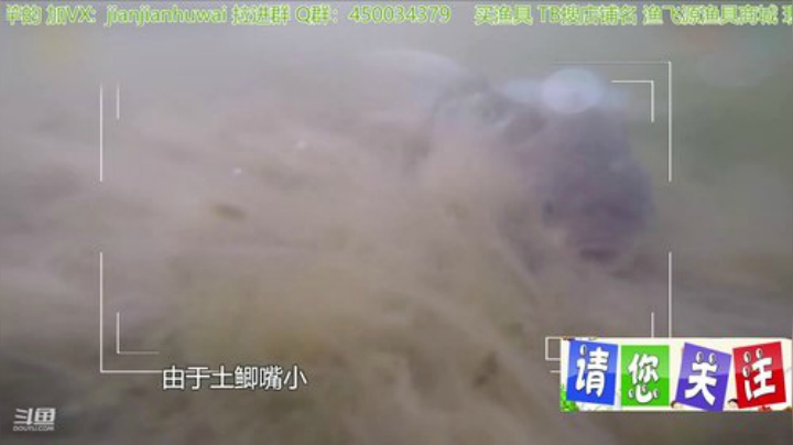 我在斗鱼看贱贱钓鱼直播户外