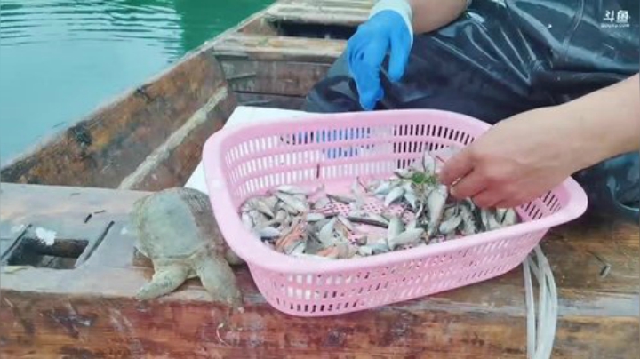 涨水的鱼退水的虾 2020-06-21 09点场