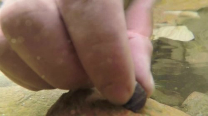 我在斗鱼看野食小哥直播美食