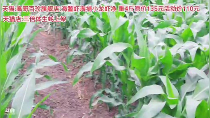 西北老狼哥哥发布了一个斗鱼视频2020-06-25