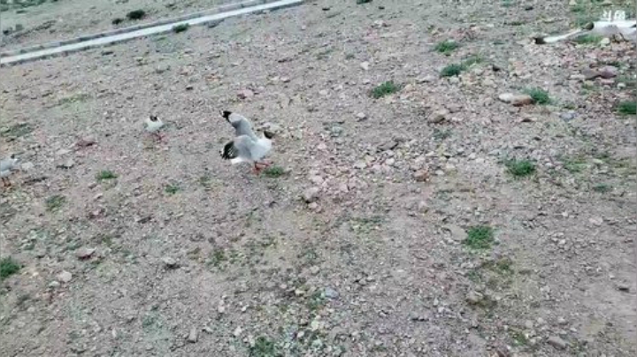 西藏行，day15纳木措 2020-06-27 09点场