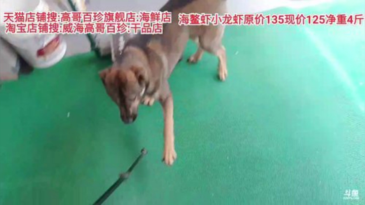 龙马精神丶老狼哥发布了一个斗鱼视频2020-07-02