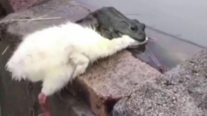 方方：呆呆美少女新手上路