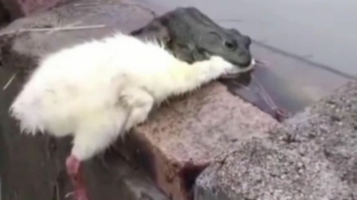 方方：呆呆美少女新手上路