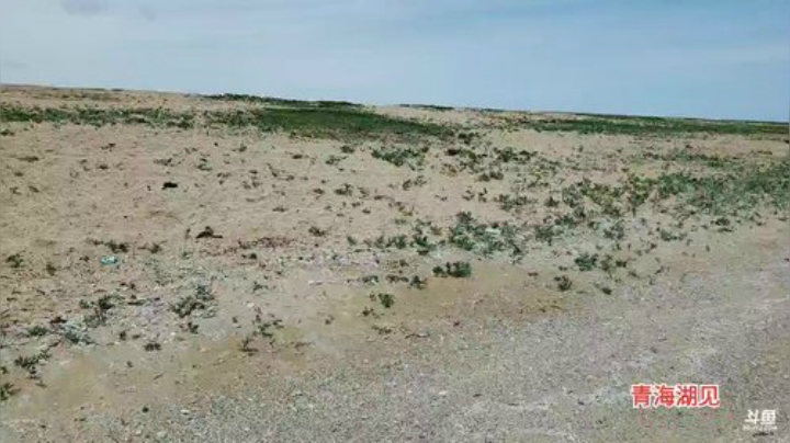 青海行，day22 2020-07-04 11点场