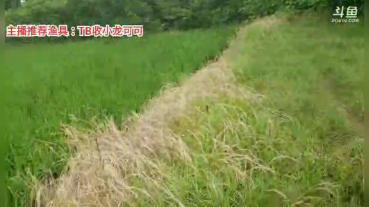 十一郎君01发布了一个斗鱼视频2020-07-04