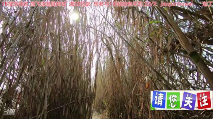 我在斗鱼看贱贱钓鱼直播户外