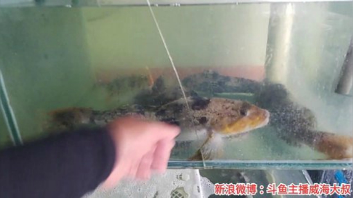 风里雨里，海鲜走起～ 2020-07-06 13点场