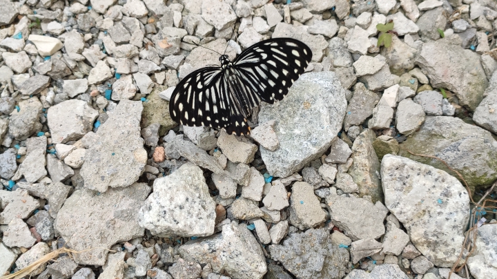 07-06 猴子最后一场偷水晶，笑死主播了