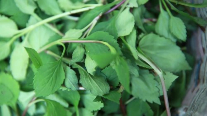 哆啦爱梦梦发布了一个斗鱼视频2020-07-07