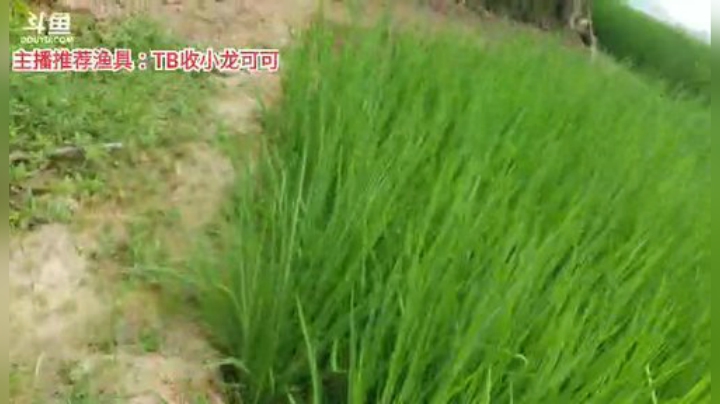 十一郎君01发布了一个斗鱼视频2020-07-10