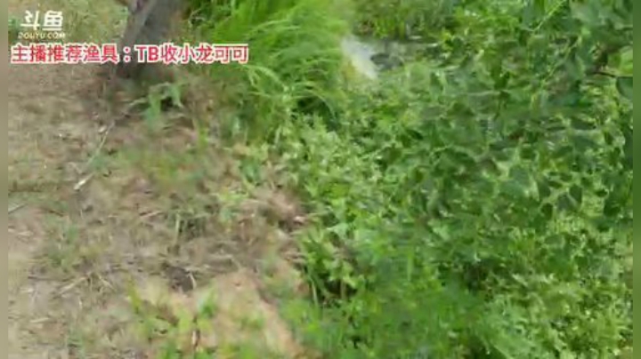 十一郎君01发布了一个斗鱼视频2020-07-10