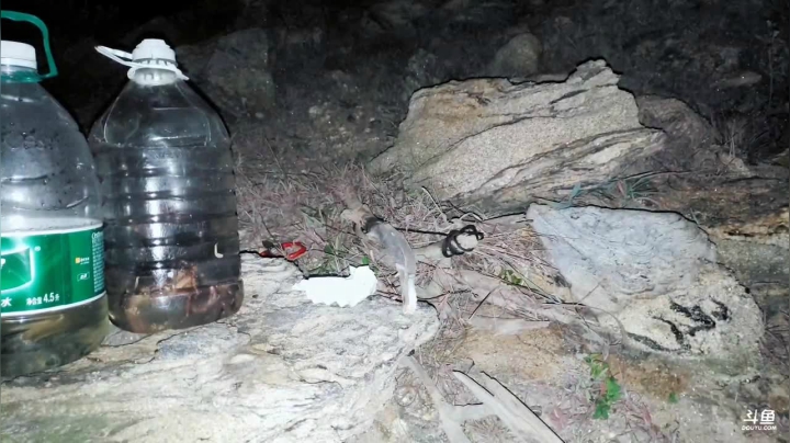 海岛野炊-看谁先饿死 2020-07-12 21点场