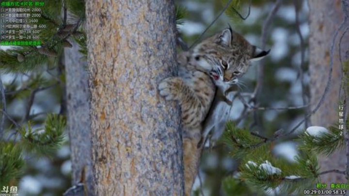 户外遛狗王飞哥发布了一个斗鱼视频2020-07-14
