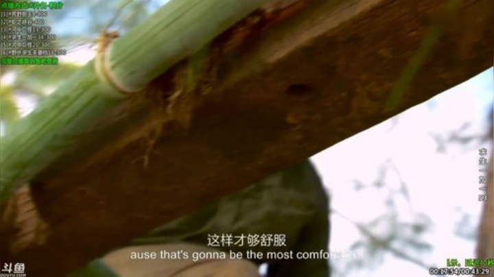 户外遛狗王飞哥发布了一个斗鱼视频2020-07-15