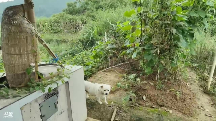 钓点桂鱼户外美食 2020-07-16 11点场