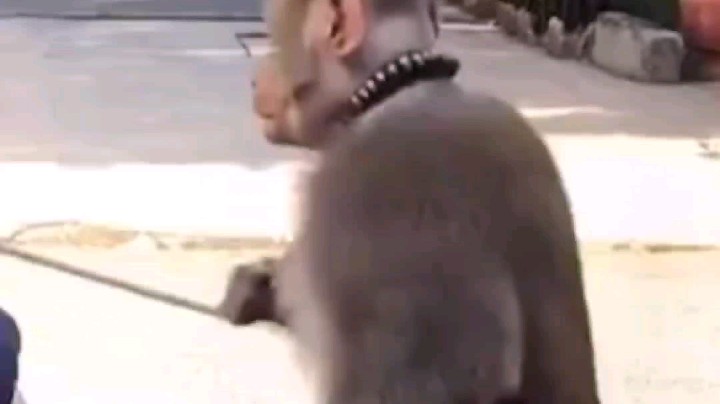 视频