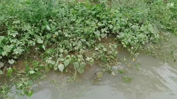 河道又涨水啦 2020-07-19 12点场