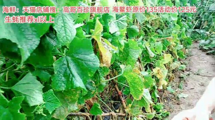 龙马精神丶老狼哥发布了一个斗鱼视频2020-07-23