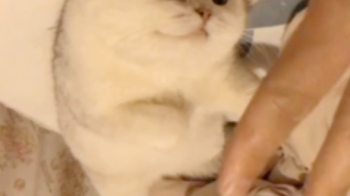 逗你玩[鲨鱼偷笑]