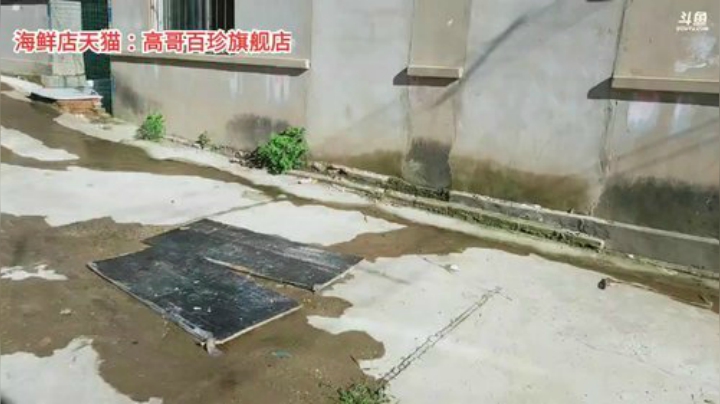 西北老狼哥哥发布了一个斗鱼视频2020-07-24