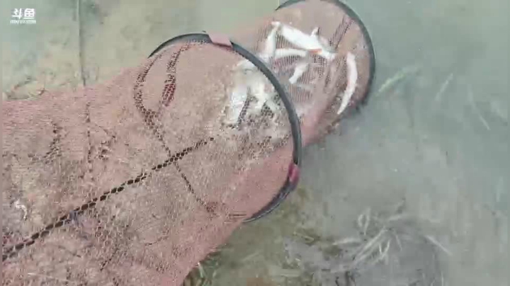 钓鱼开口了 2020-07-25 16点场