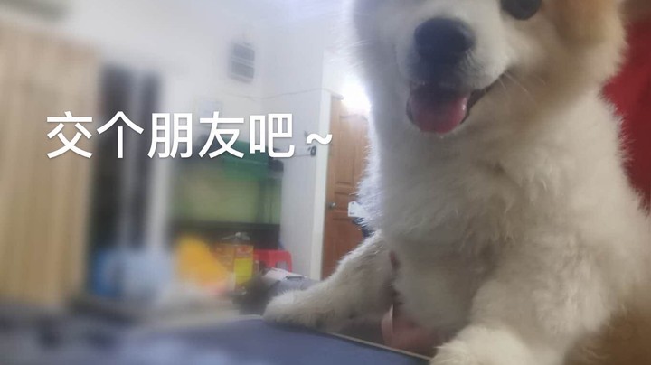 直播的感触 (Dolly版本)