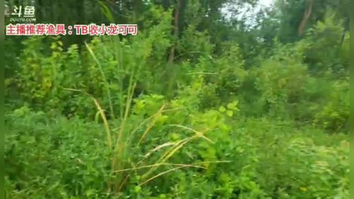 十一郎君01发布了一个斗鱼视频2020-07-31