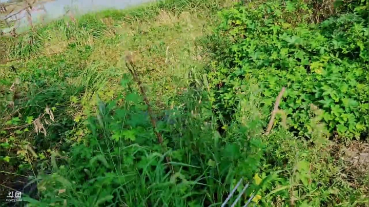 巡野记第一天 2020-07-31 16点场