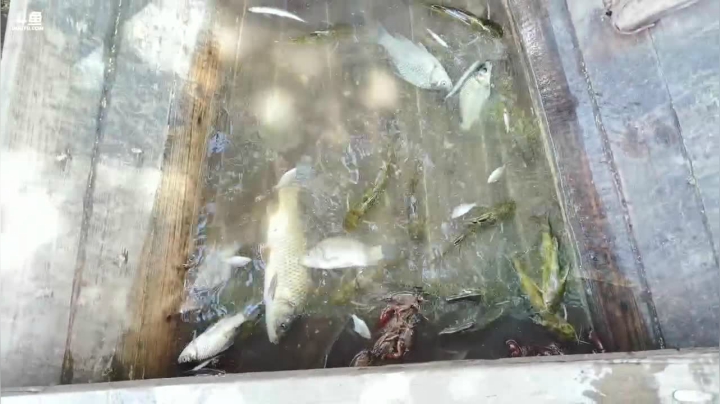 许久没收的地笼肯定有惊喜 2020-08-06 12点场