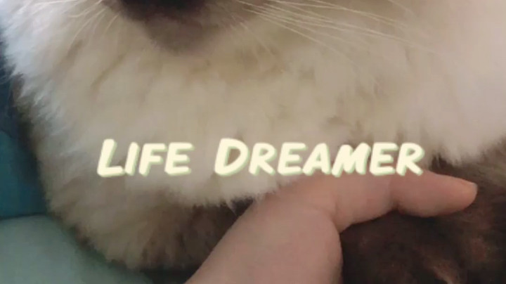 给你们看看我的猫