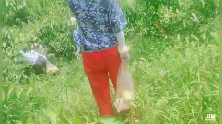 姑姑:向往的仙居day2 2020-08-09 11点场
