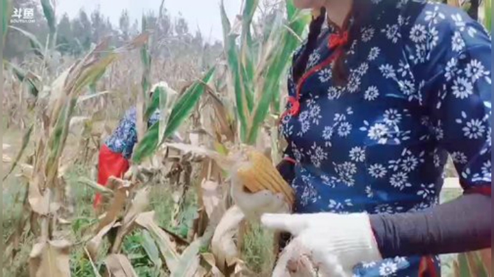 肖淑洁生命中的光和盐发布了一个斗鱼视频2020-08-11