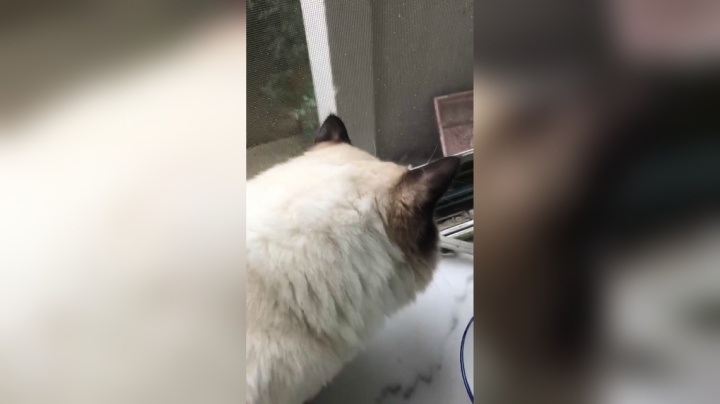 Percy和窗外的猫