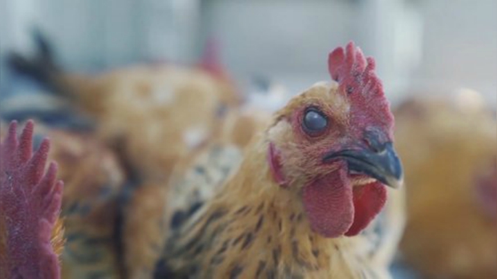 我在斗鱼看野食小哥直播美食