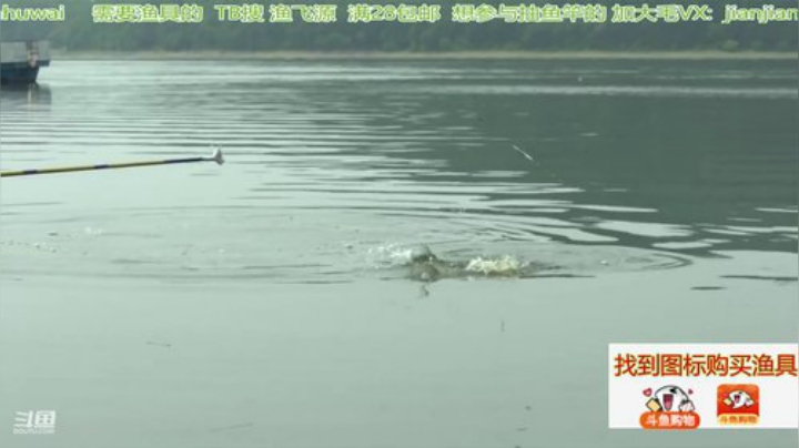 我在斗鱼看贱贱钓鱼直播户外