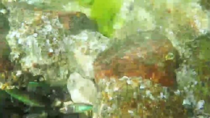 我在斗鱼看野食小哥直播美食