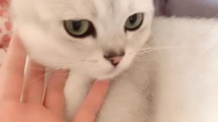 每次吃饭时，皮皮就要在隔壁拉屎