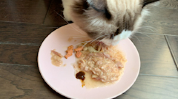 胖子可以当吃播直播吗[鲨鱼财神]